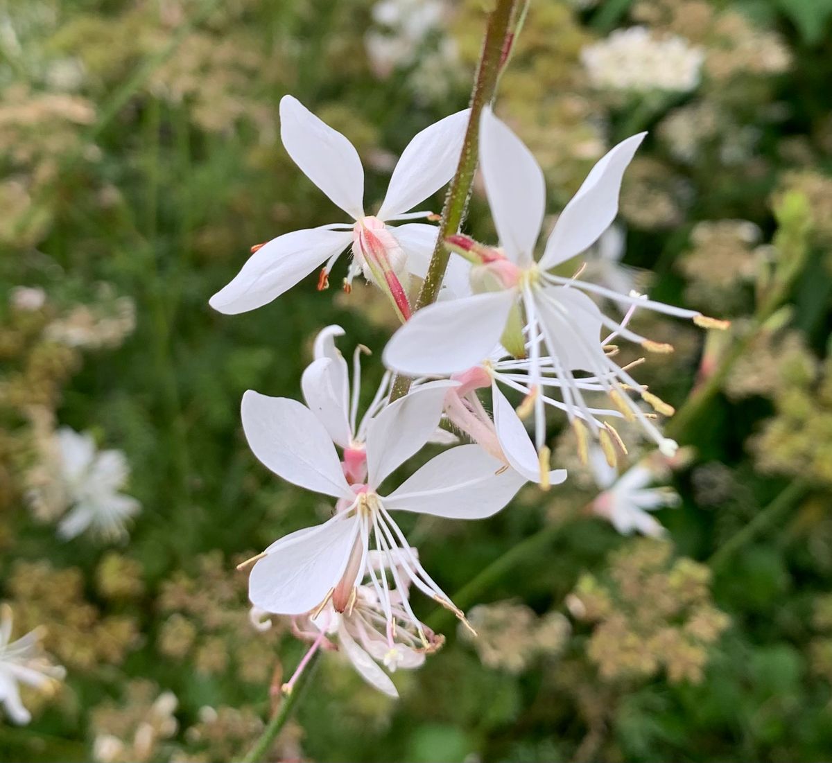 今日の花