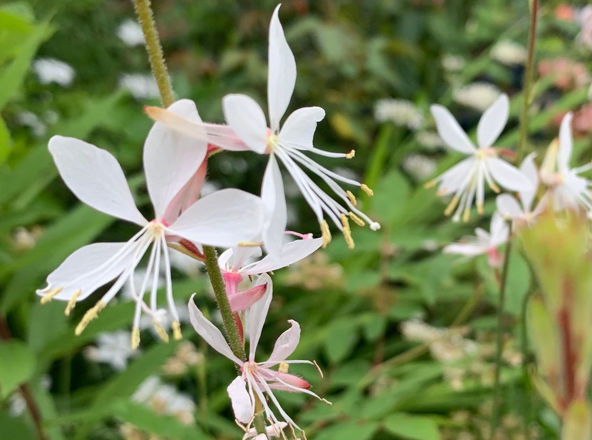 今日の花