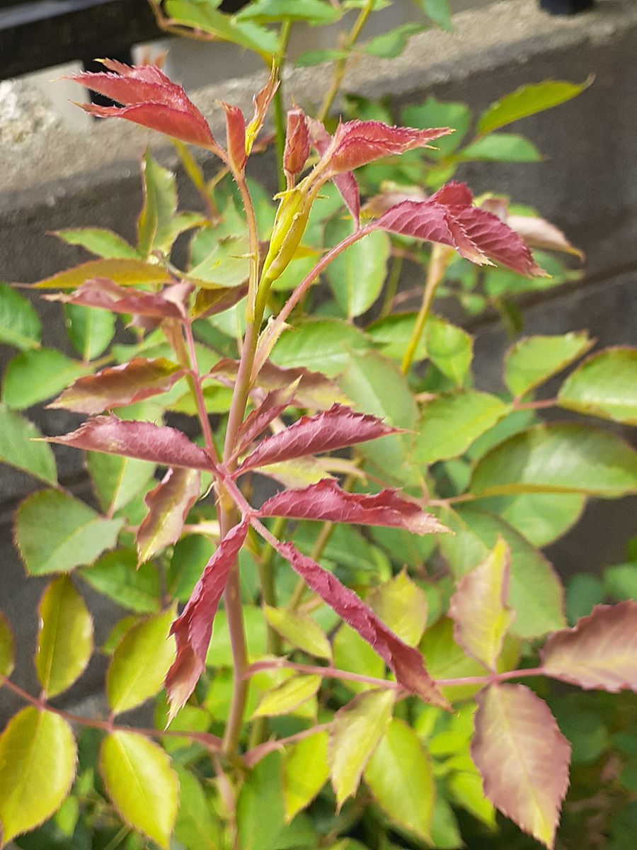 🌿🌹ばらのシュート🌿