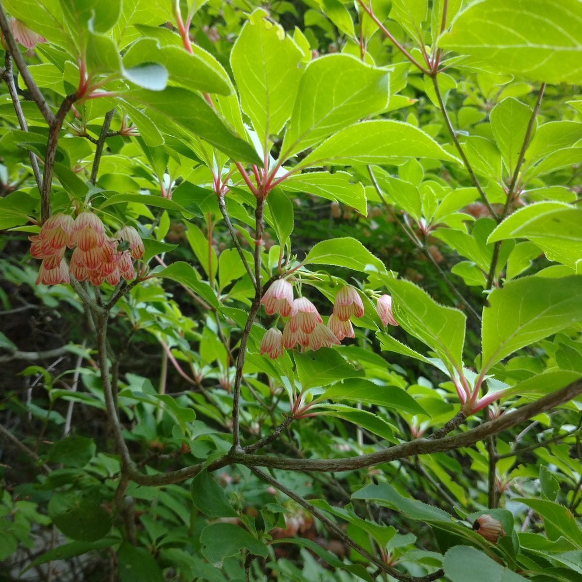 森の植物たち