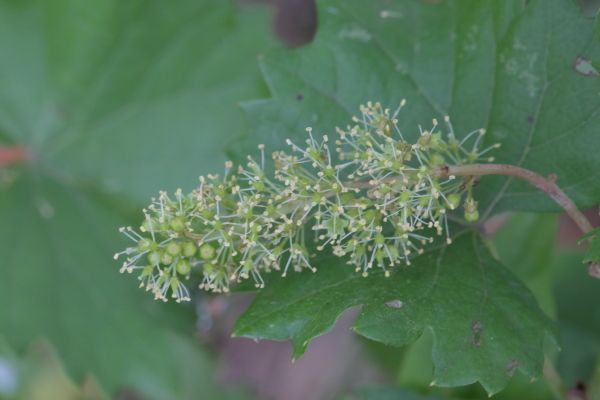 ブドウに花が咲いたよ