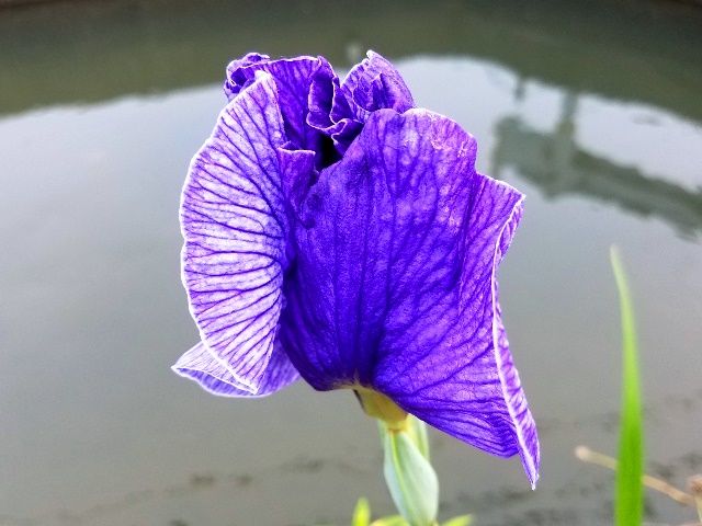 今朝の花菖蒲