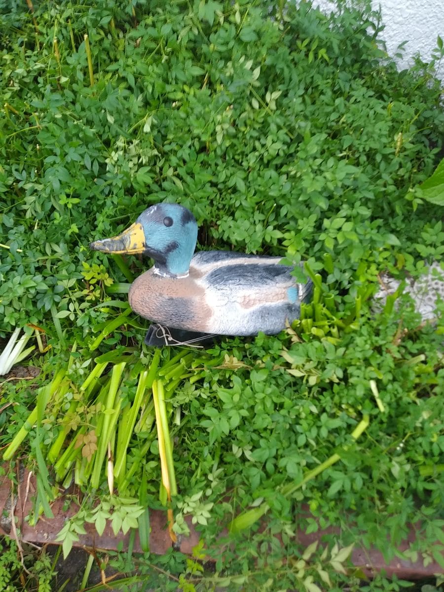 買ってしまった山紫陽花と🦆発見😲