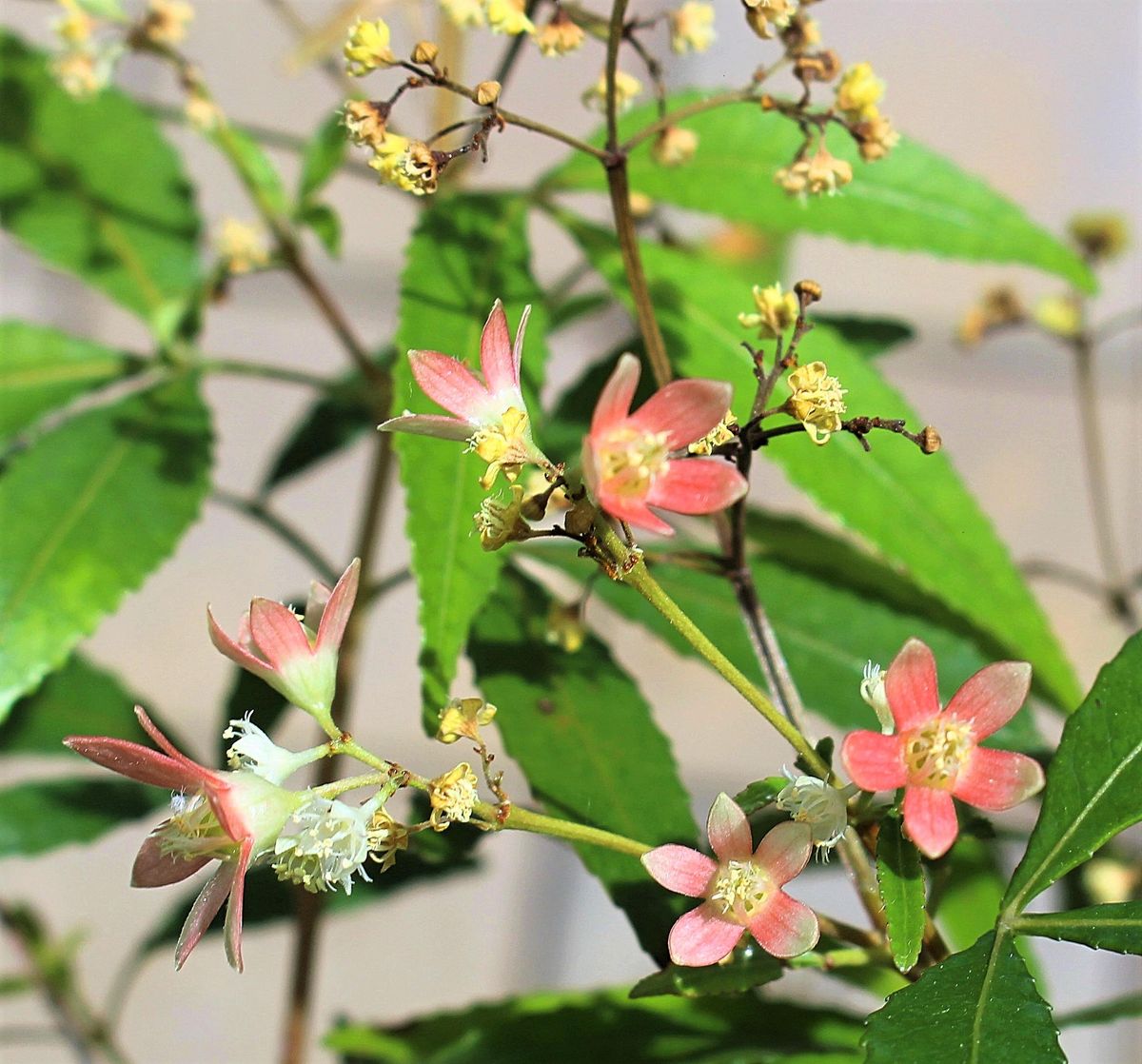 劇変する花