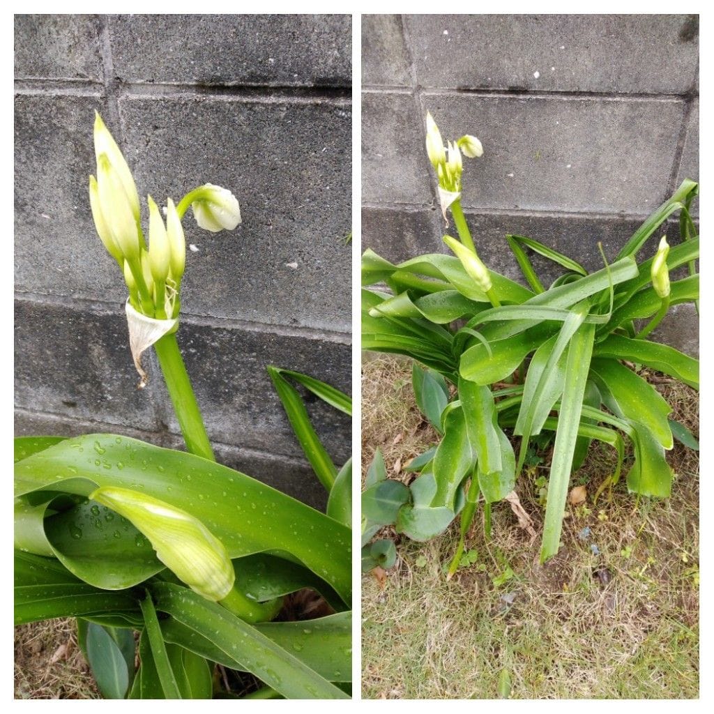 散歩道で見かけた花と実！