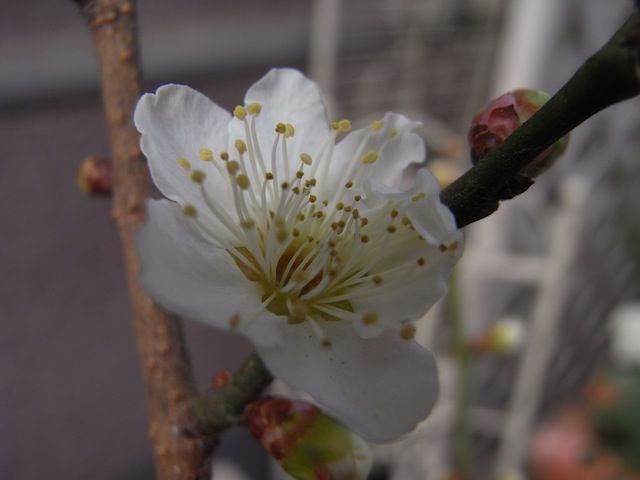 梅が咲きました