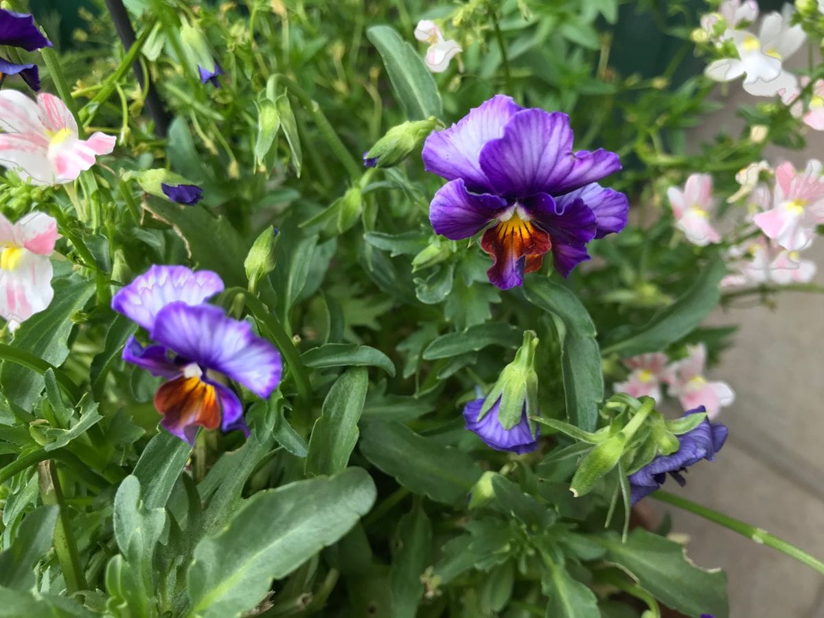 バラ、草花、紫陽花