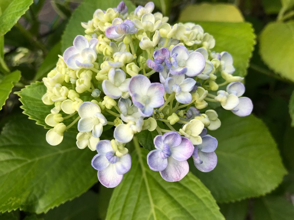 バラ、草花、紫陽花