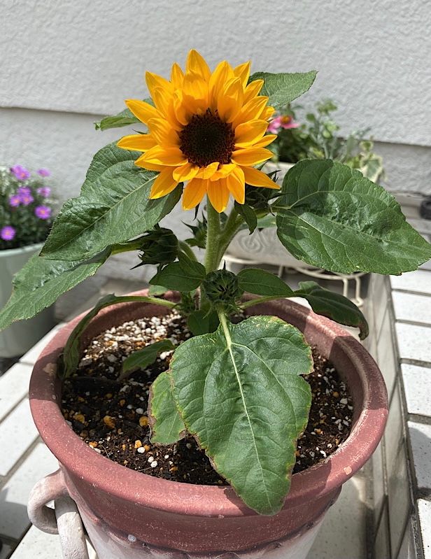 新寄せ植えとミニひまわり🌻