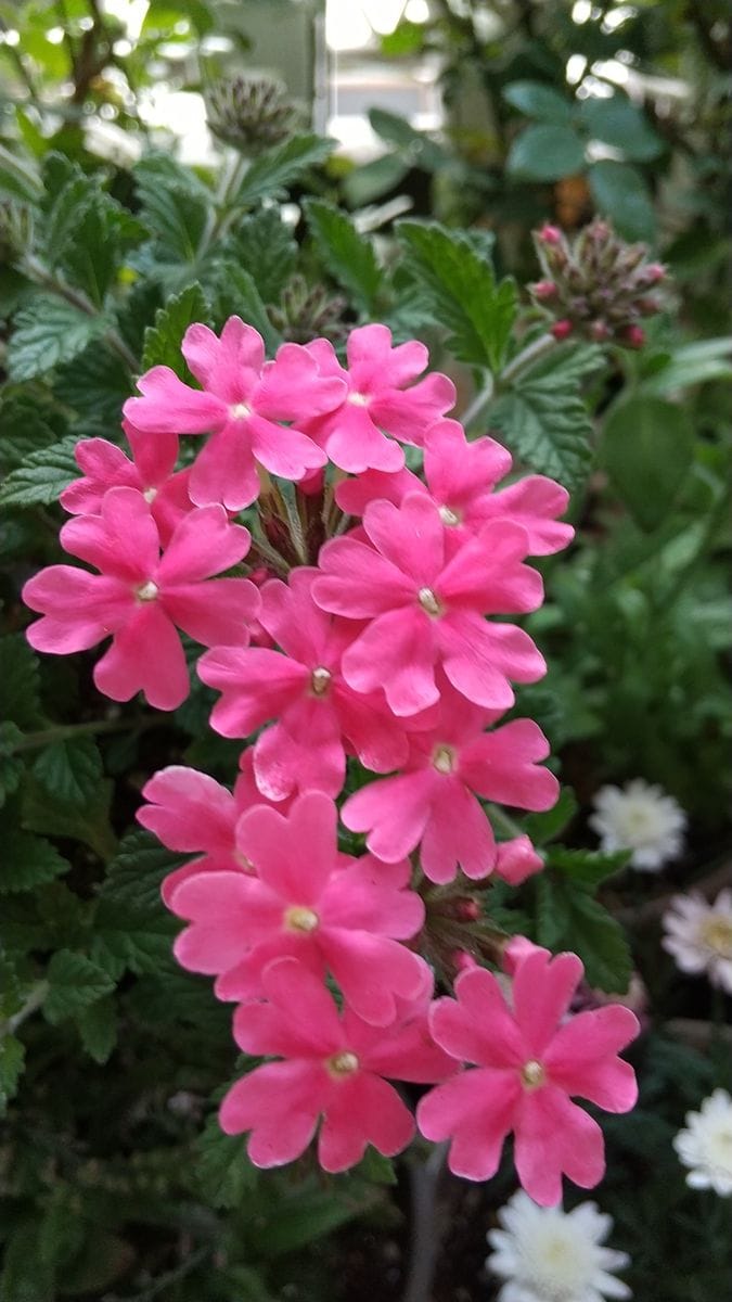 明日は  大雨になるのかな～☔️