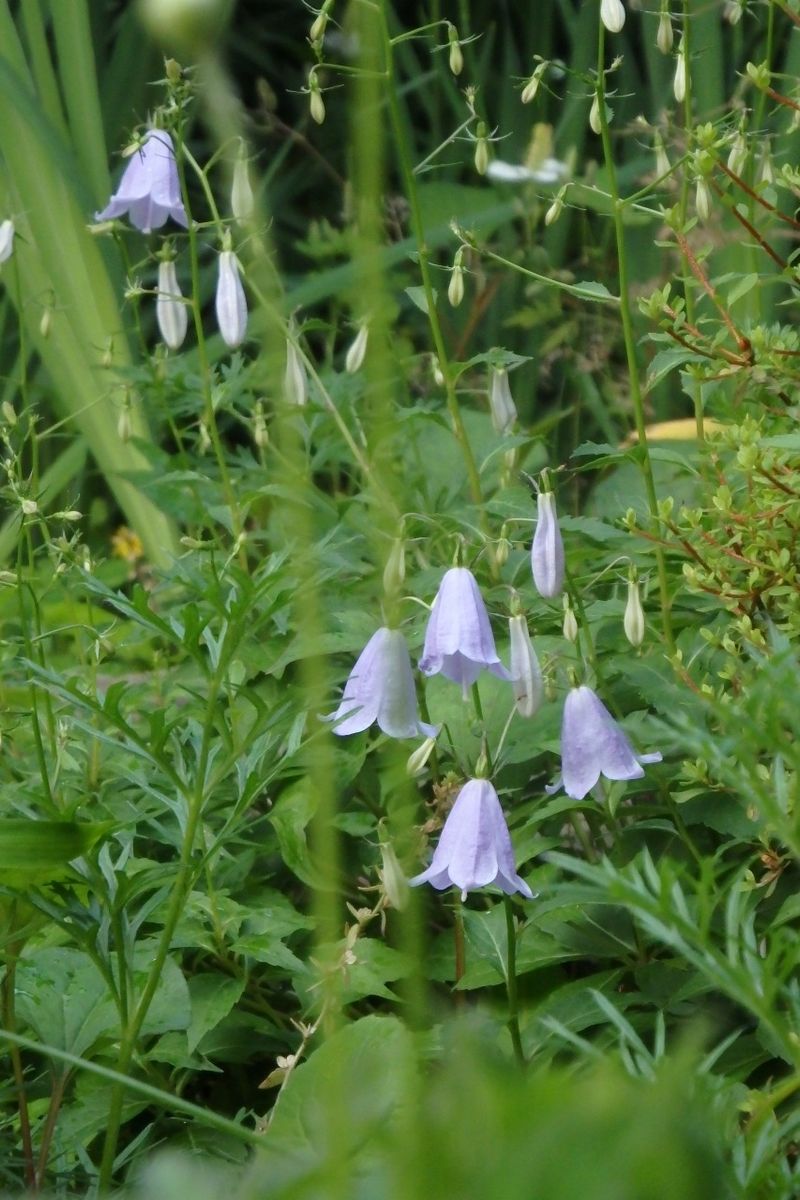 ヒメシャジン類開花