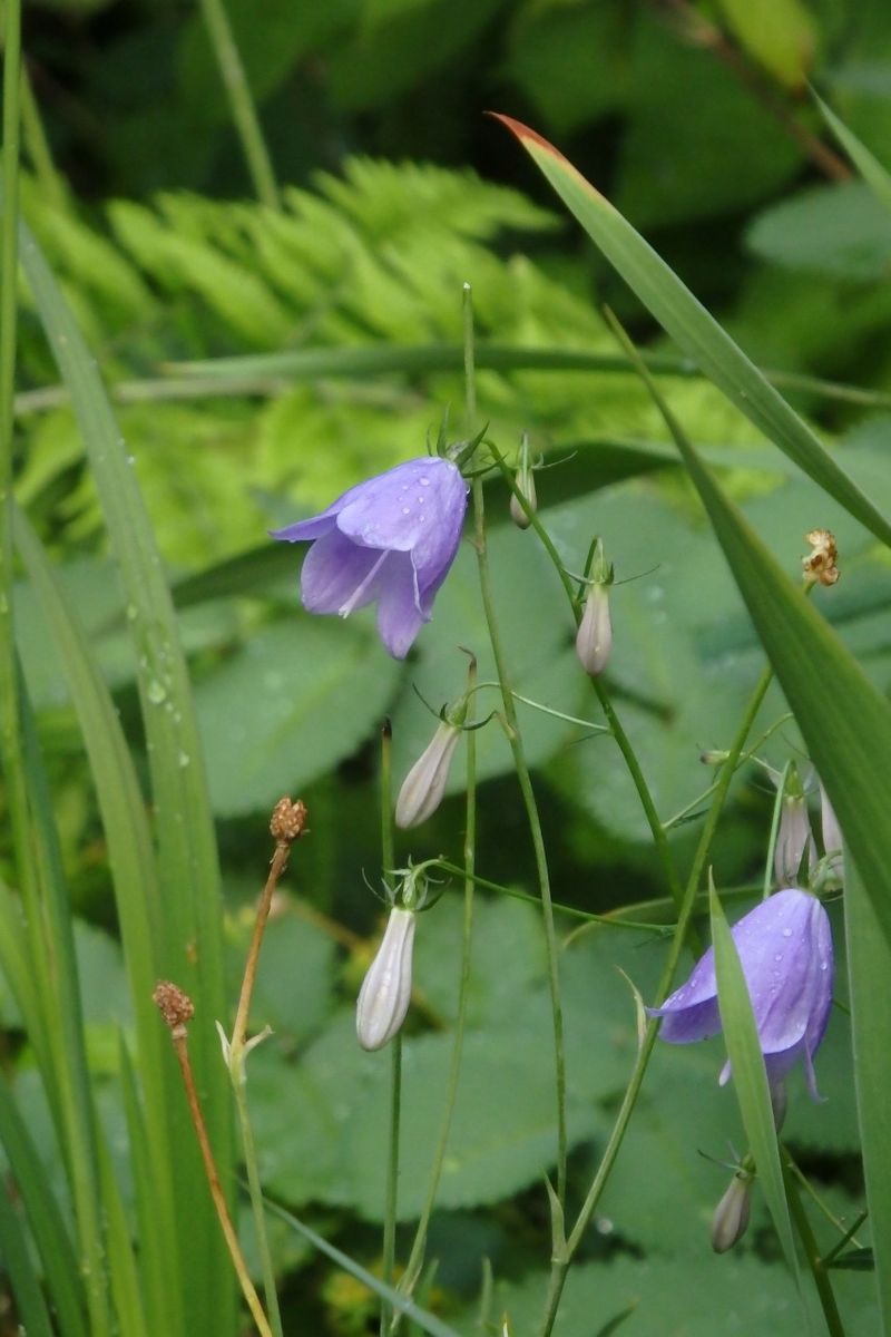 ヒメシャジン類開花