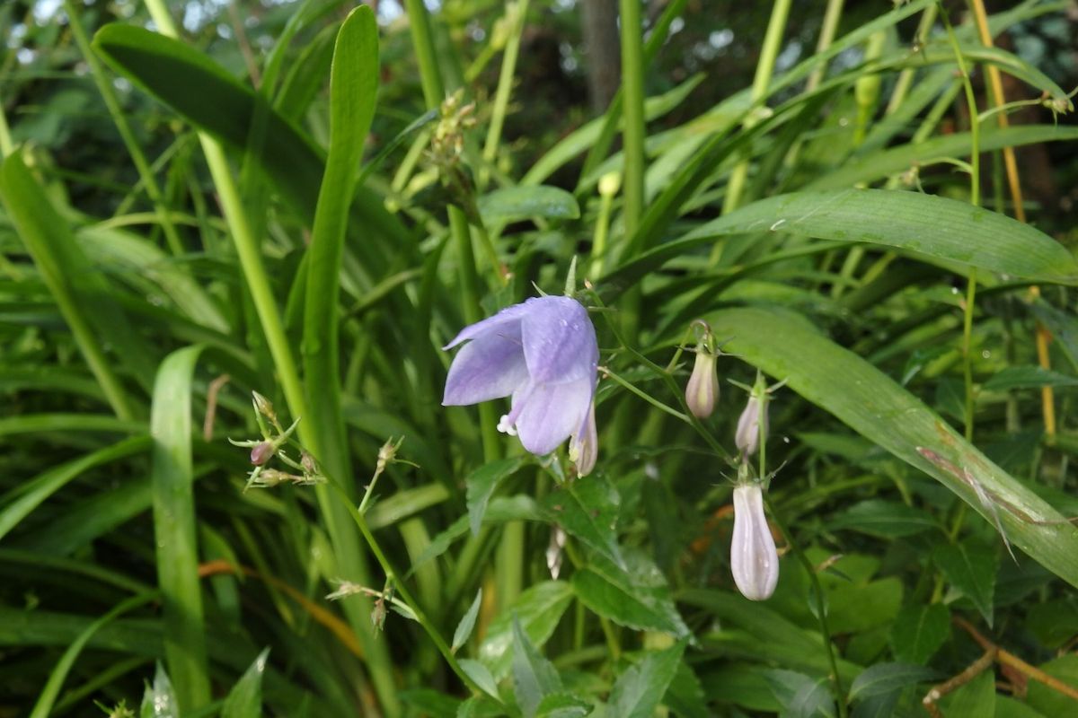 ヒメシャジン類開花