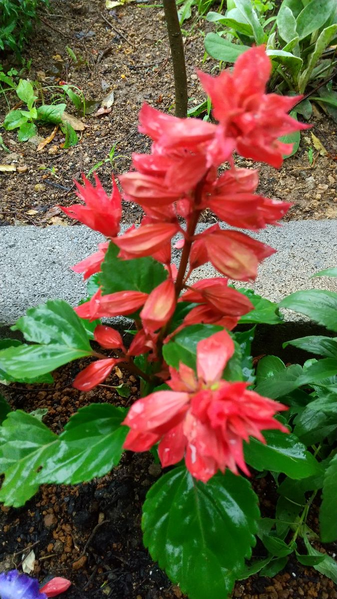 雨 のサルビアの花 園芸日記byとときち みんなの趣味の園芸4385