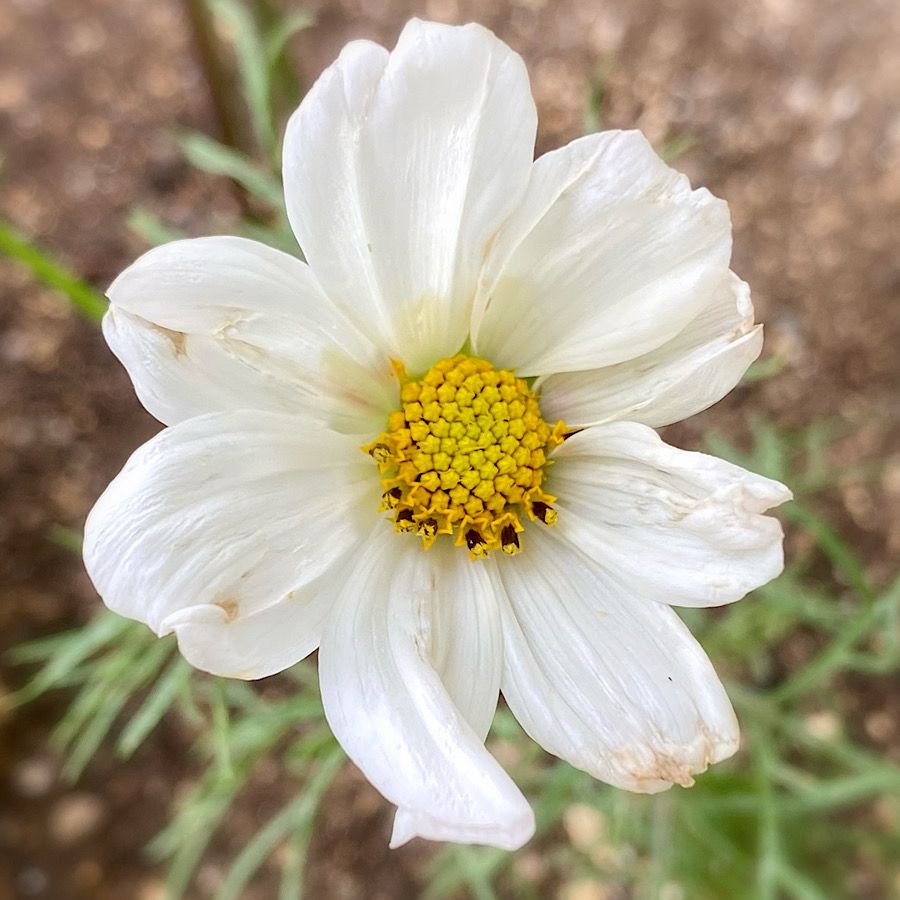 花壇になりました♪