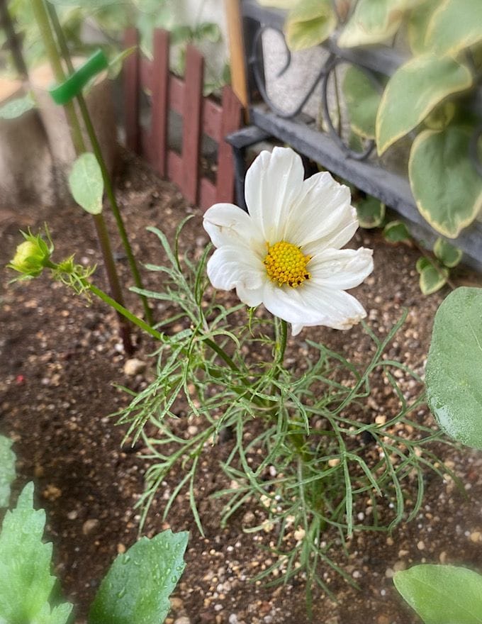 花壇になりました♪