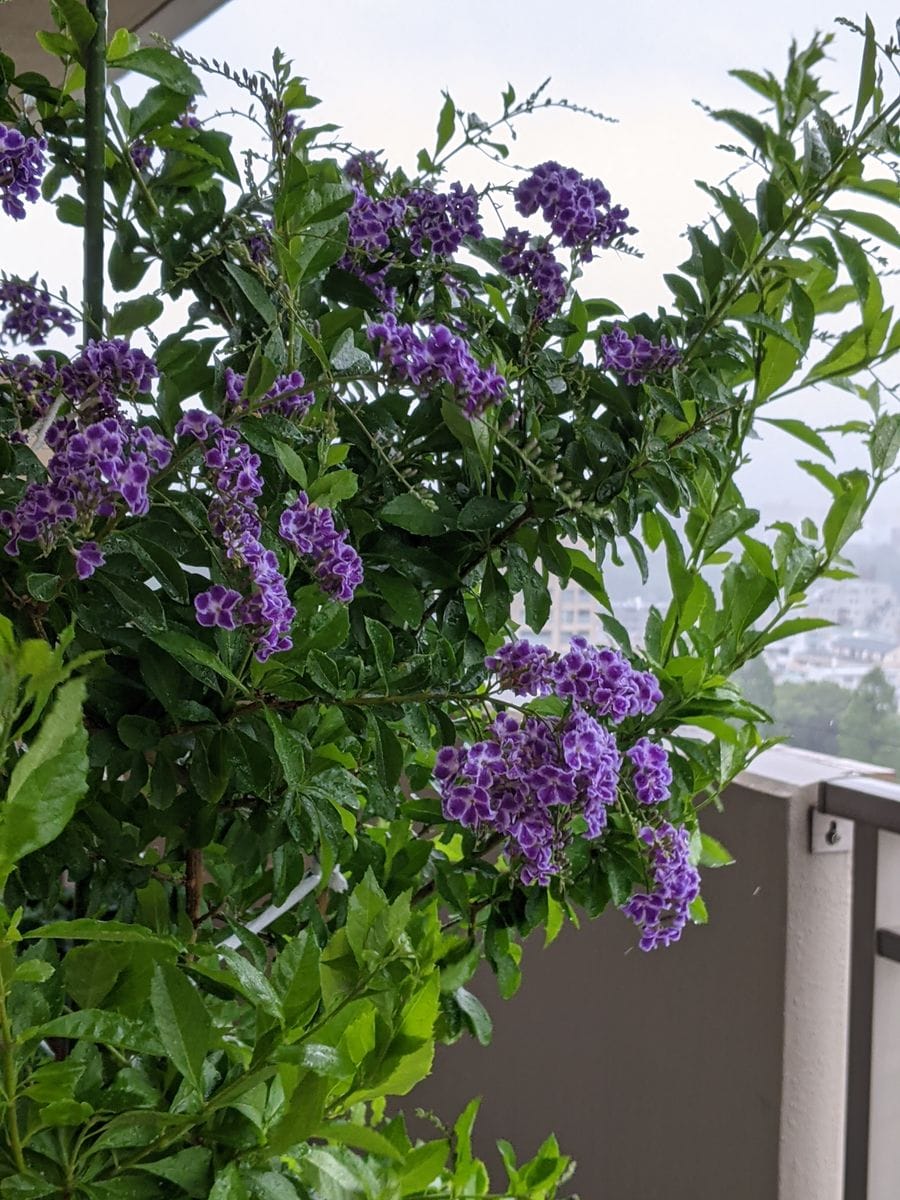 梅雨時の強風対策