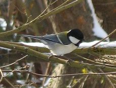 野鳥の巣箱づくり教室、開催！