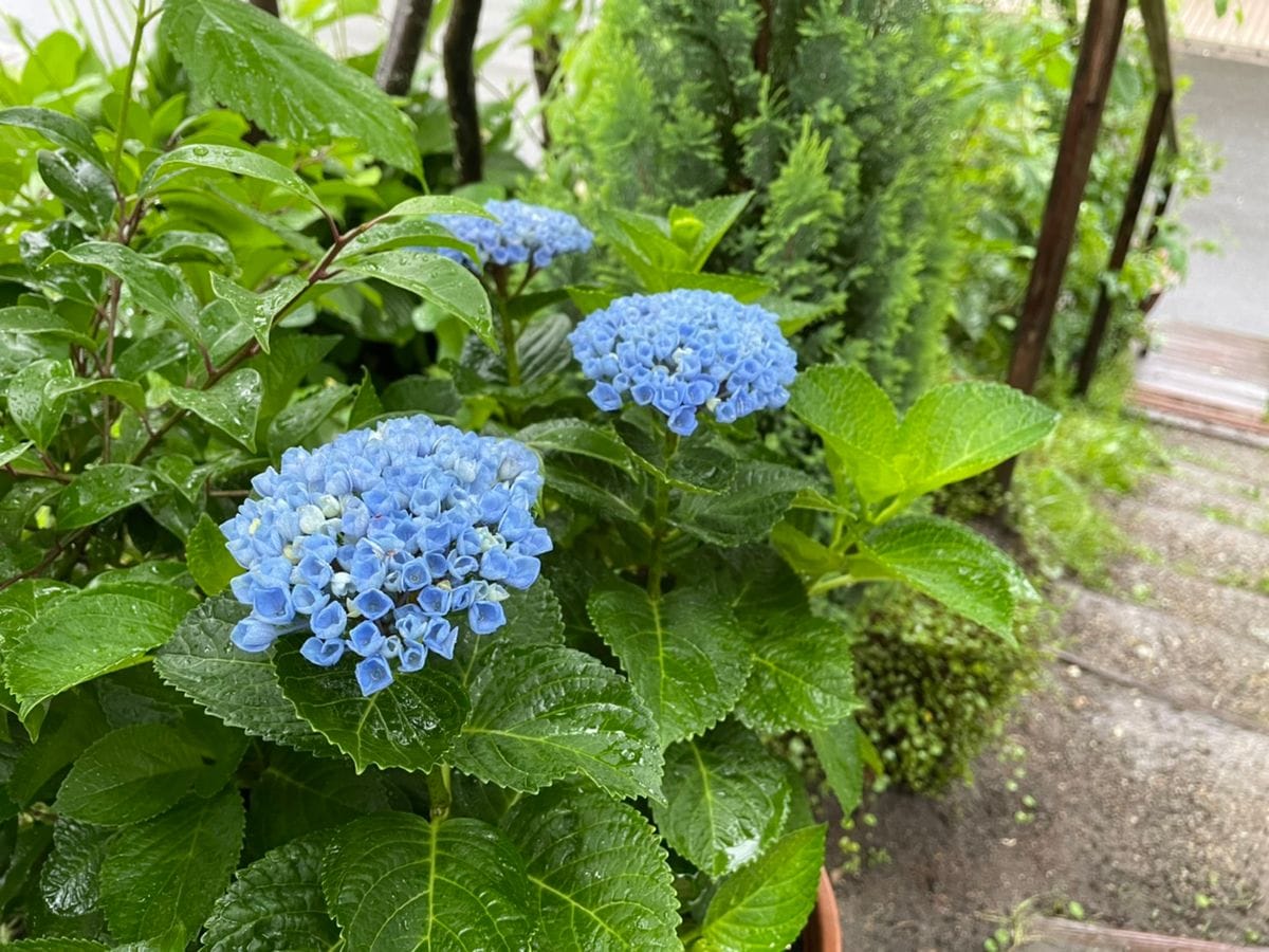 雨と紫陽花