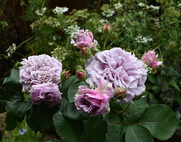 コリン・クレイヴンは「秘密の花園」の登場人物です。