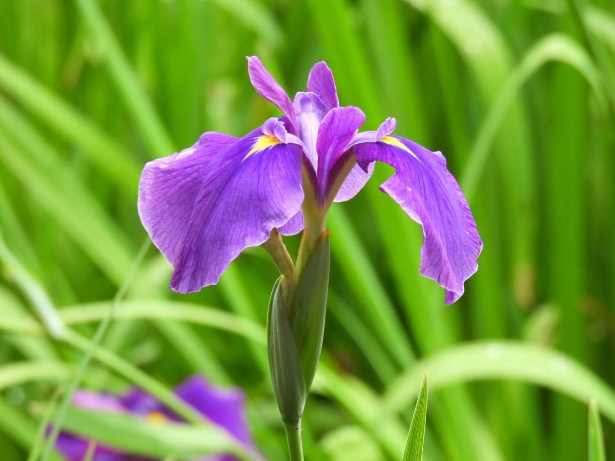 菖蒲と鷺③