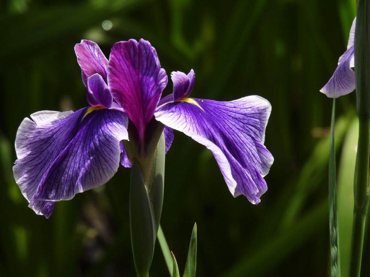 菖蒲と鷺④