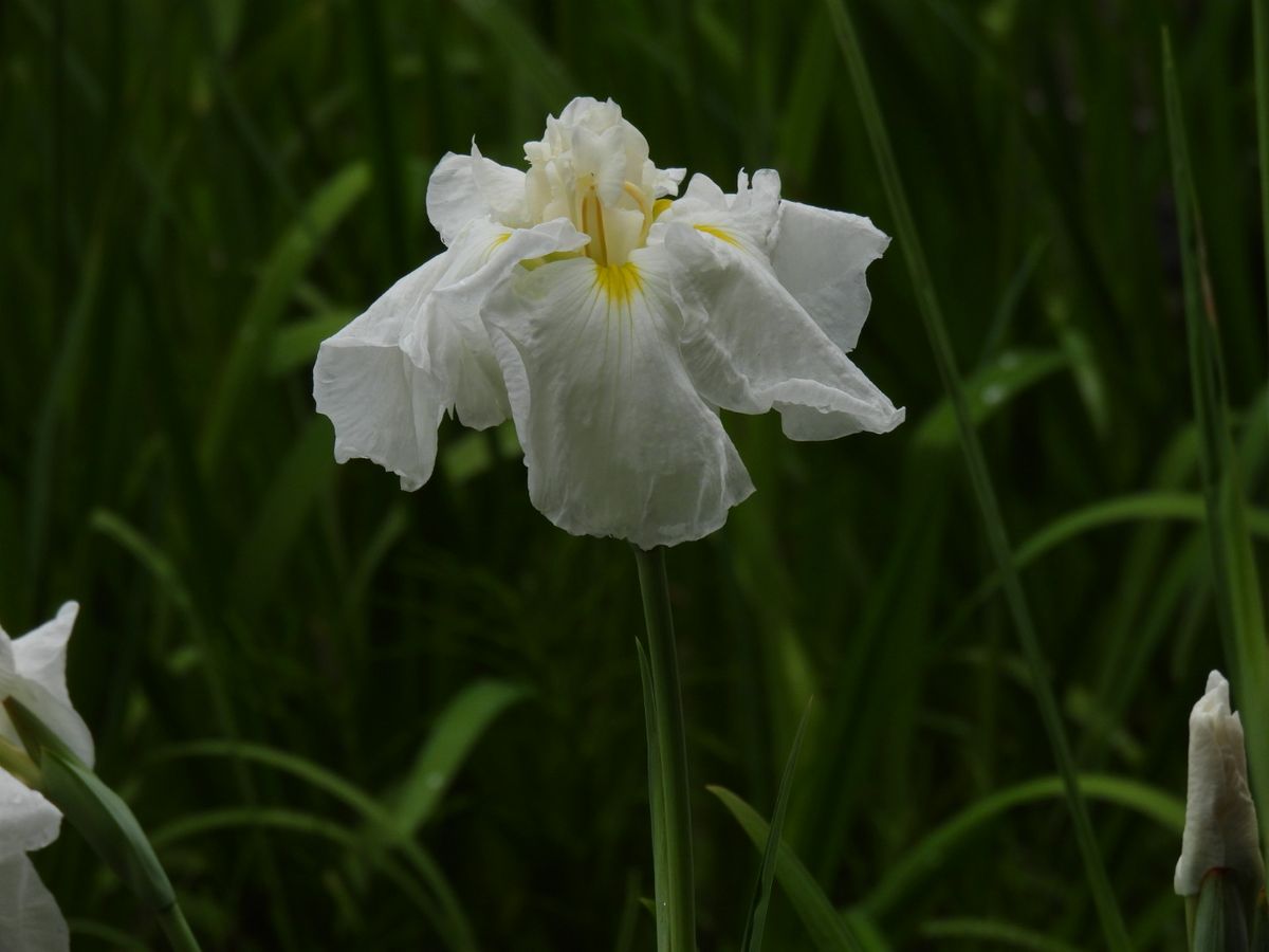 菖蒲と鷺④