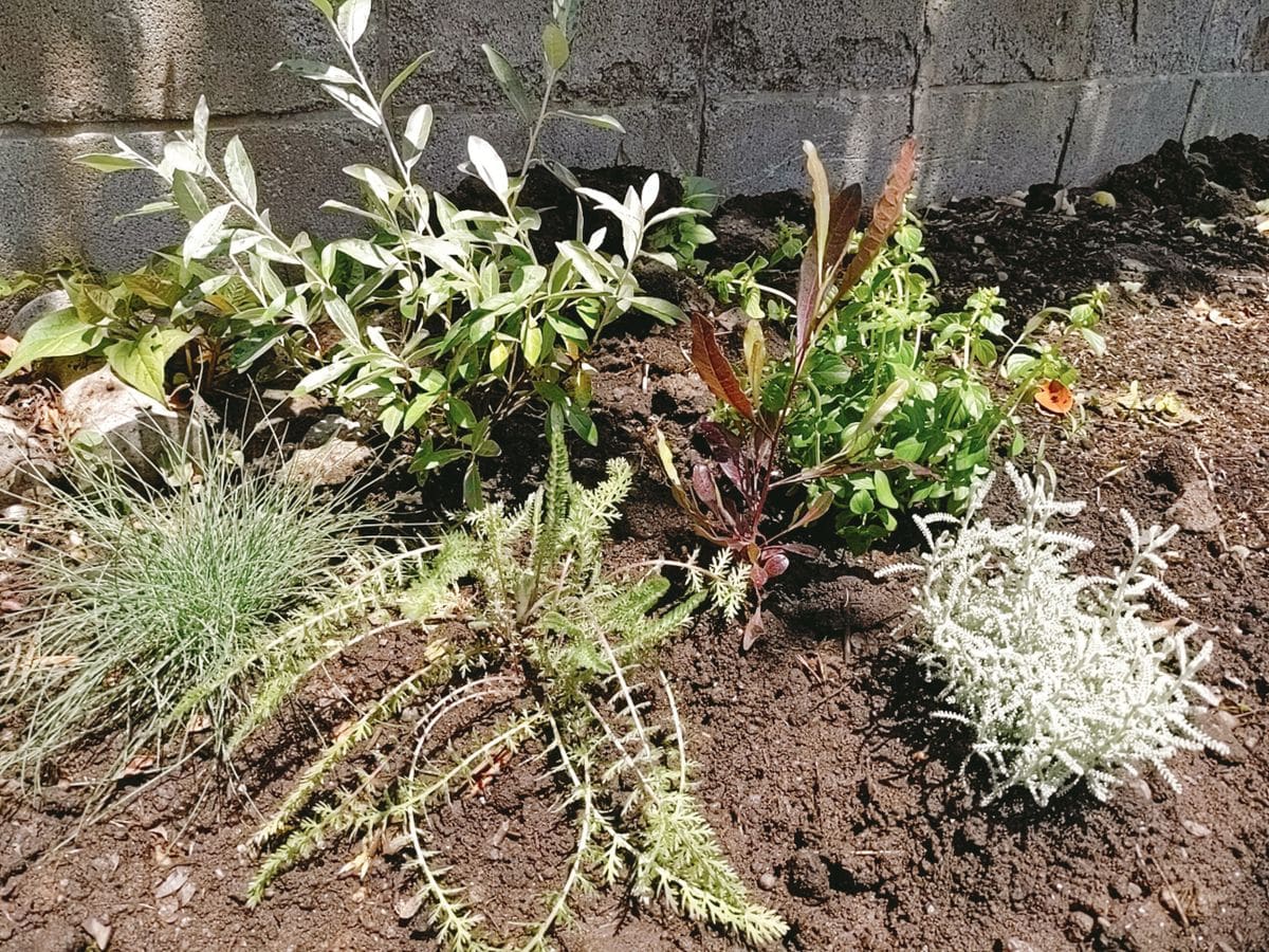 いろいろ植えた🌿