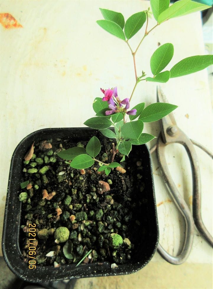 ４月に挿木し、２ケ月で『木萩』の花盆栽誕生！