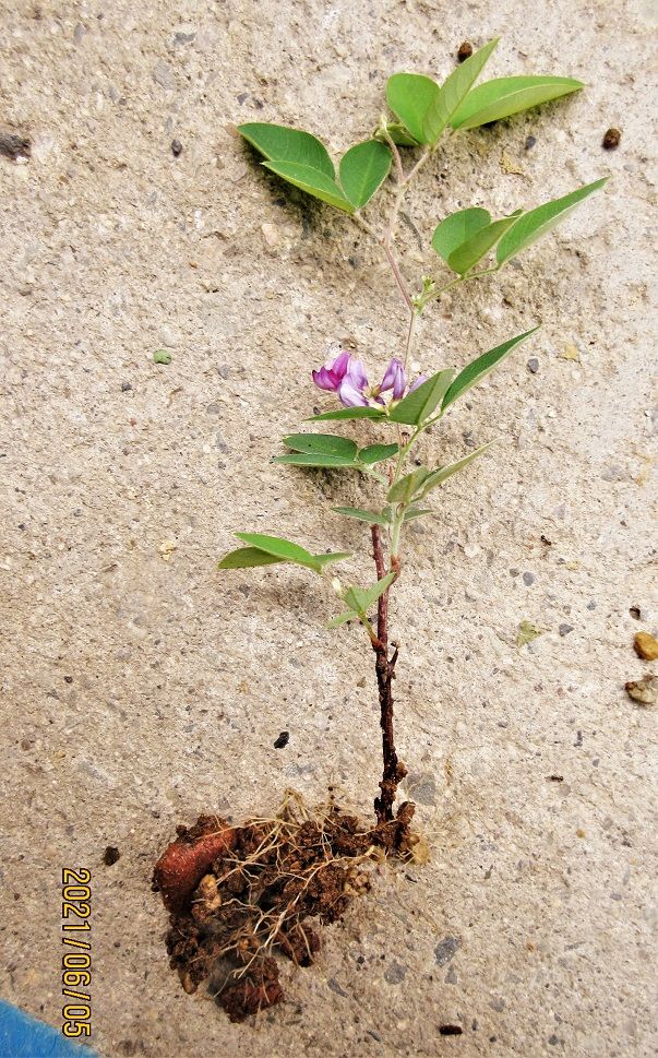 ４月に挿木し、２ケ月で『木萩』の花盆栽誕生！