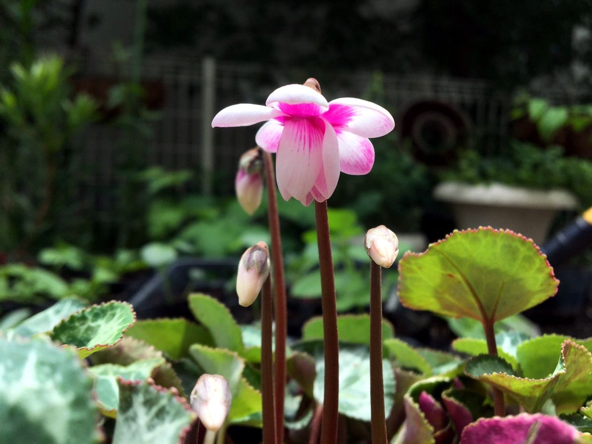 花が咲きました🌸💠ガデシク&カタナンケ