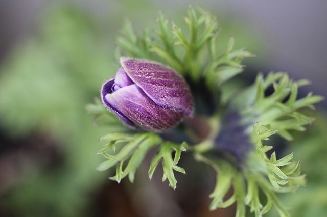 誘惑の花