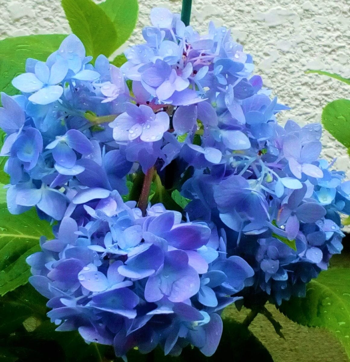 雨にも負けず、咲き続ける花たち💪③