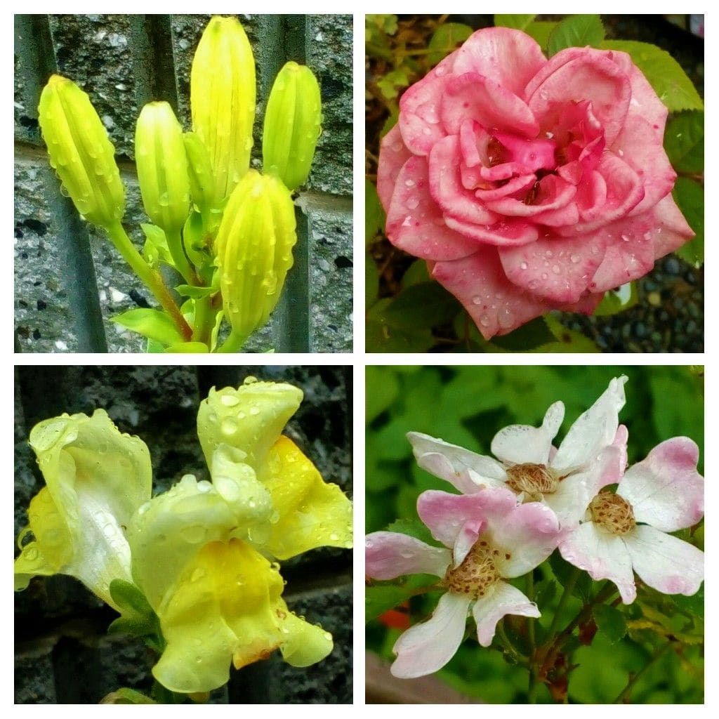 雨にも負けず、咲き続ける花たち💪③