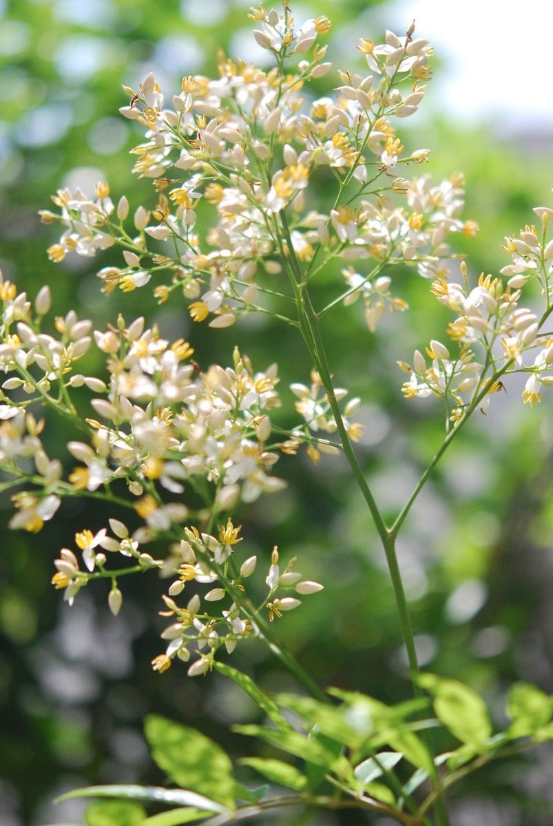 ナンテンの花