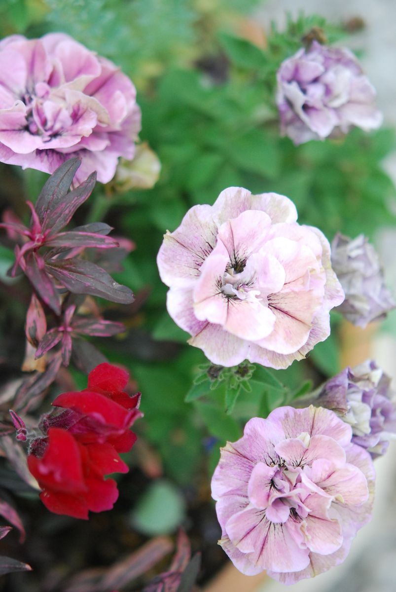 ナンテンの花