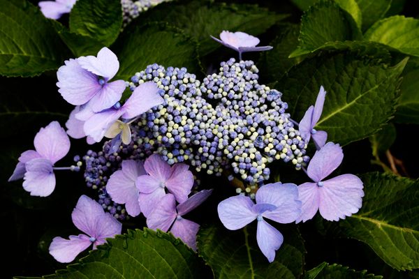 みちのく福島にも，紫陽花が　Ⅱ