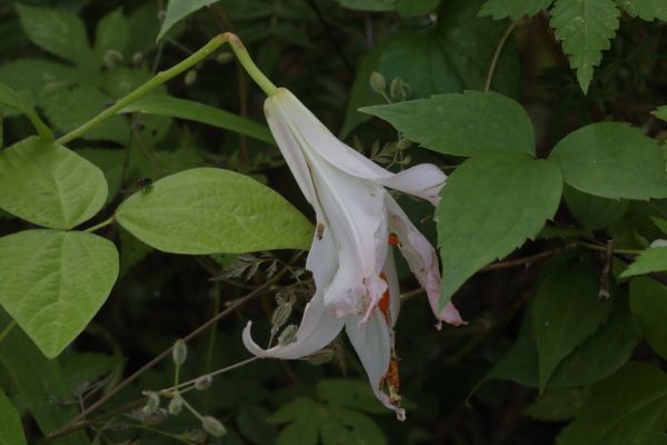 花弁がボロボロになってしまった