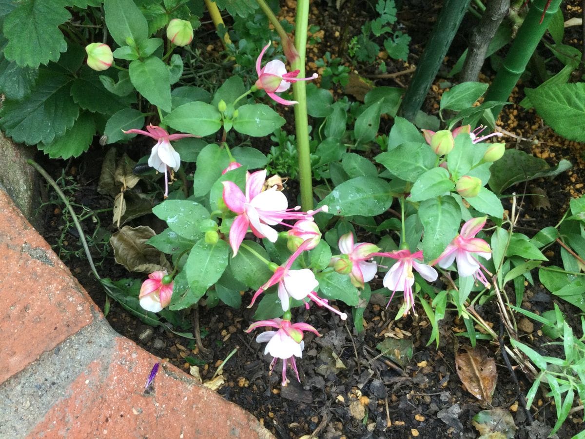 今日、咲いてる花