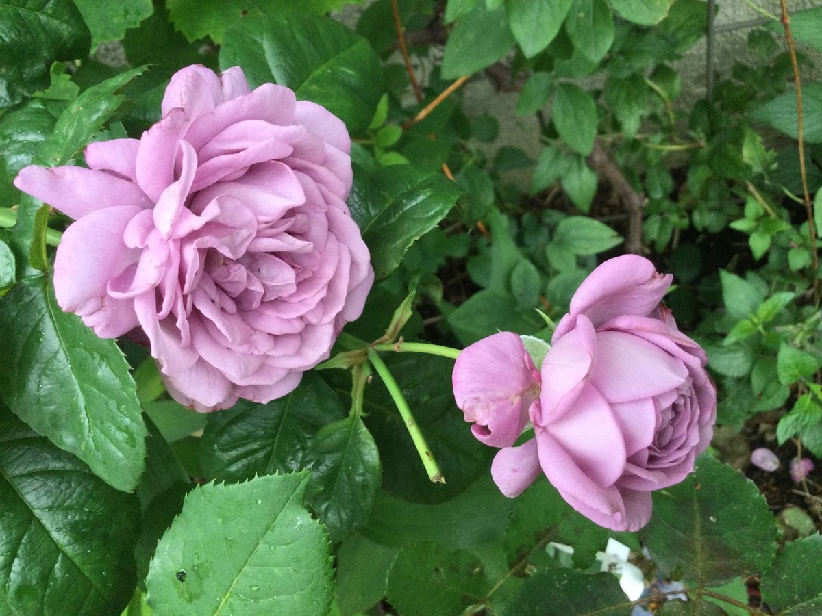 今日、咲いてる花