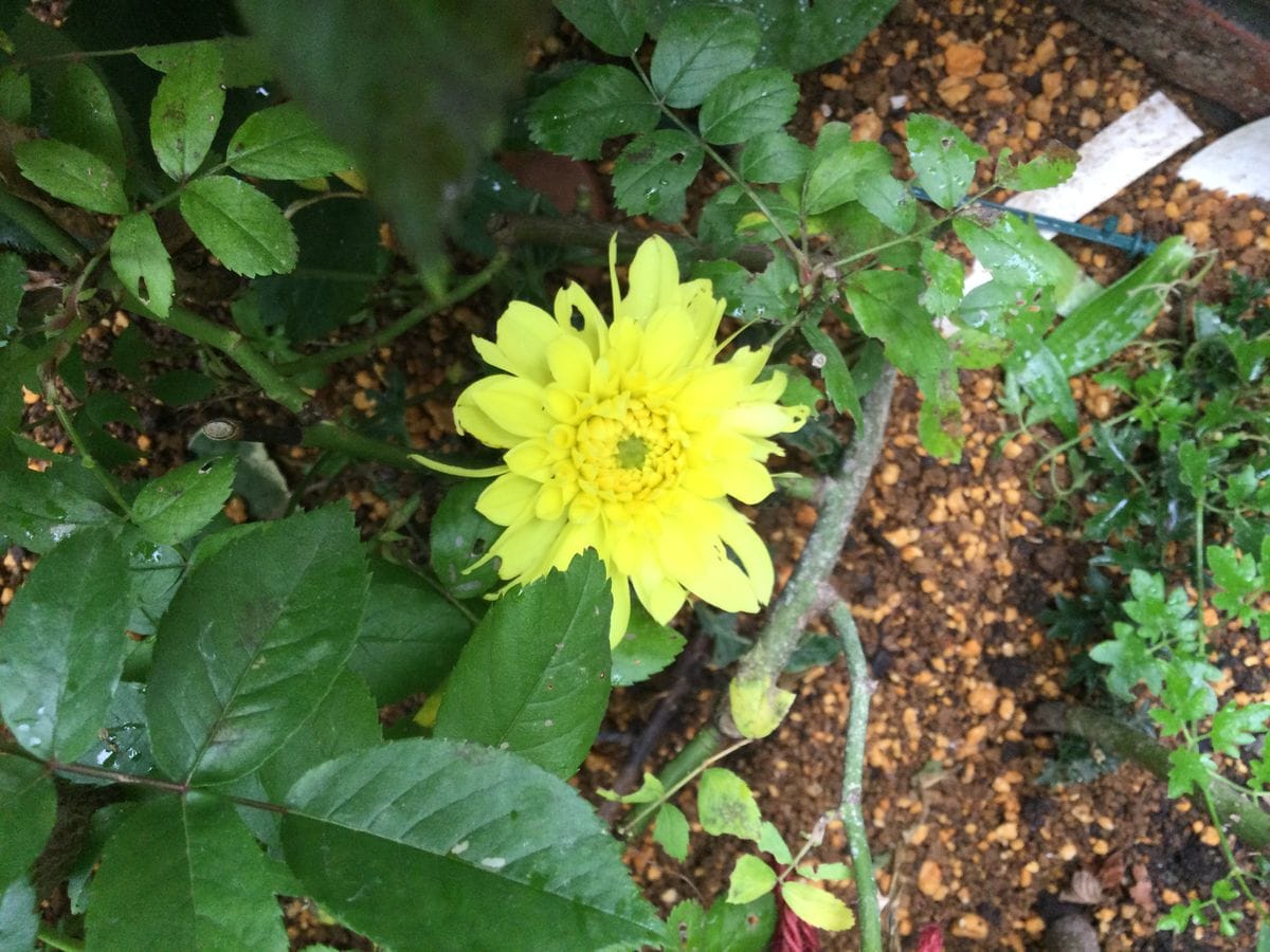 今日、咲いてる花