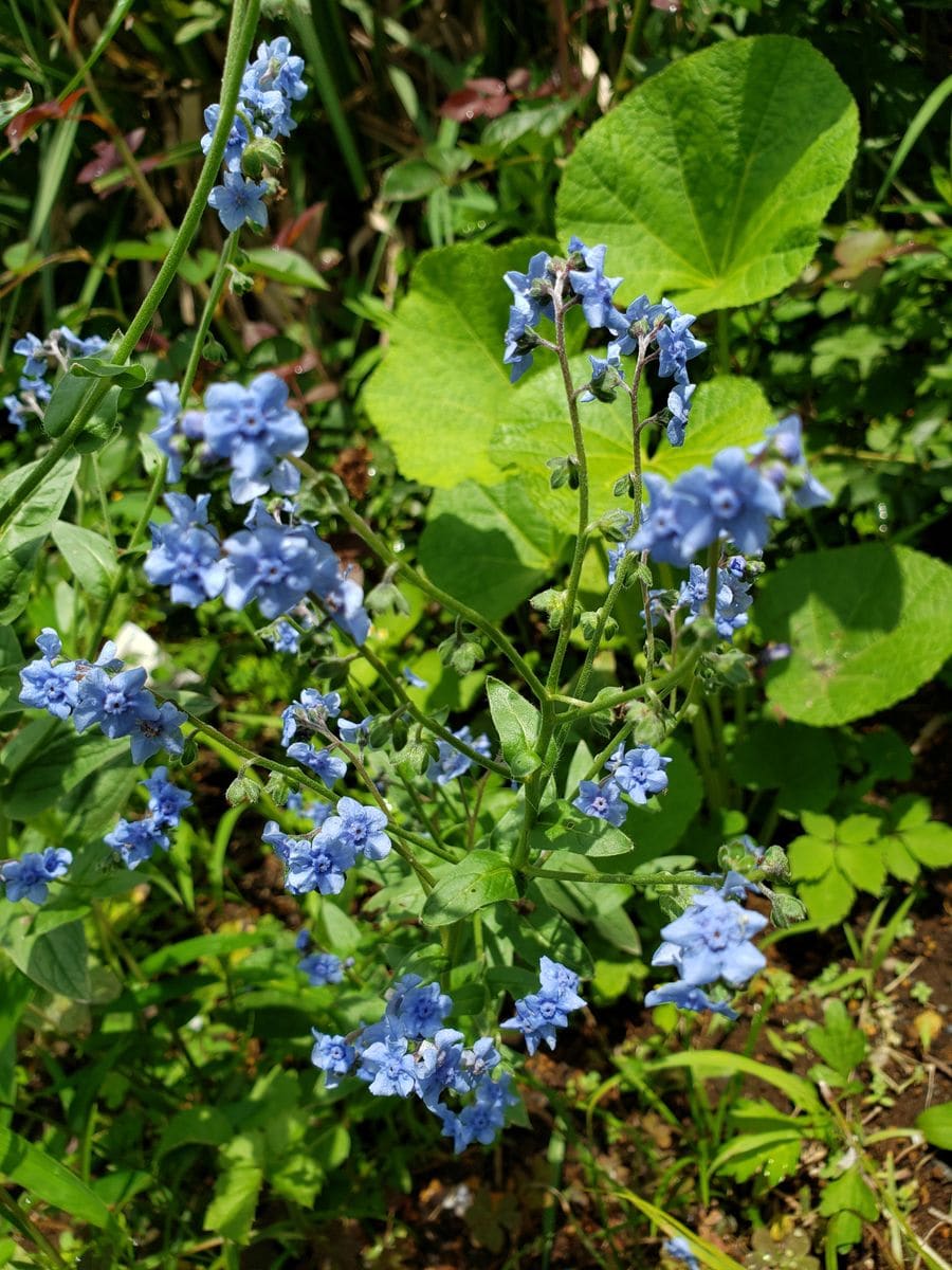 花が咲いてきた47