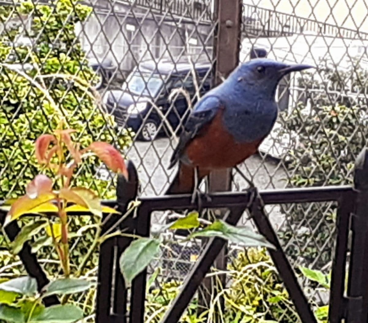 🐦🐥イソヒヨドリの親子🐥🐦