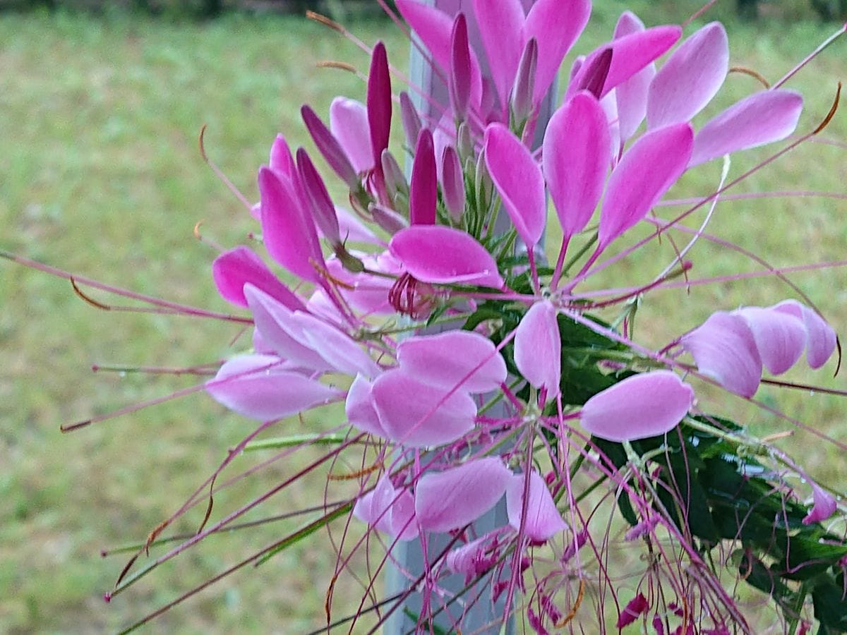 江戸風情、紅花、西洋風蝶草