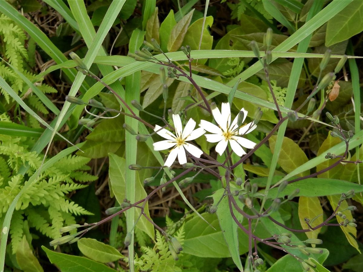 山麓の花散策-6月６日