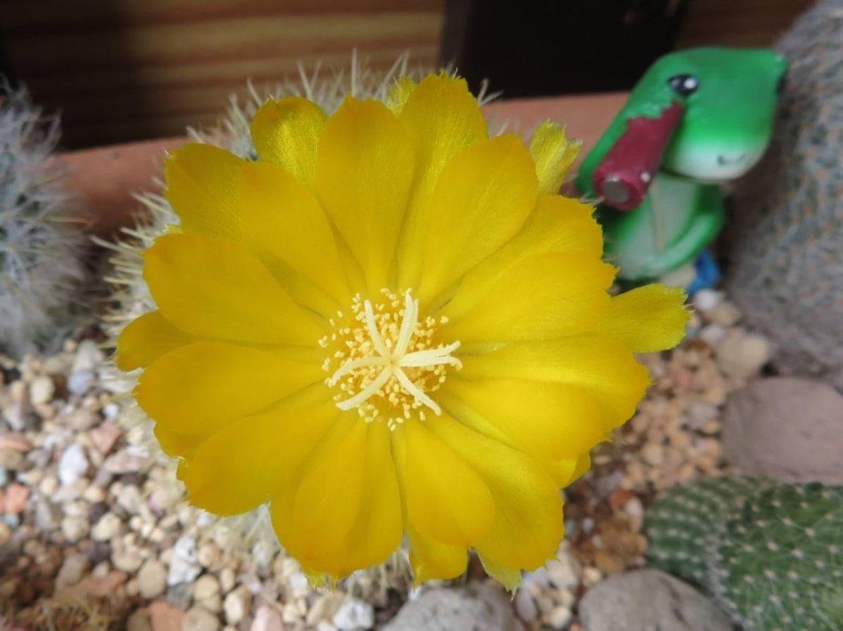 🌵サボテンの花🌵その11