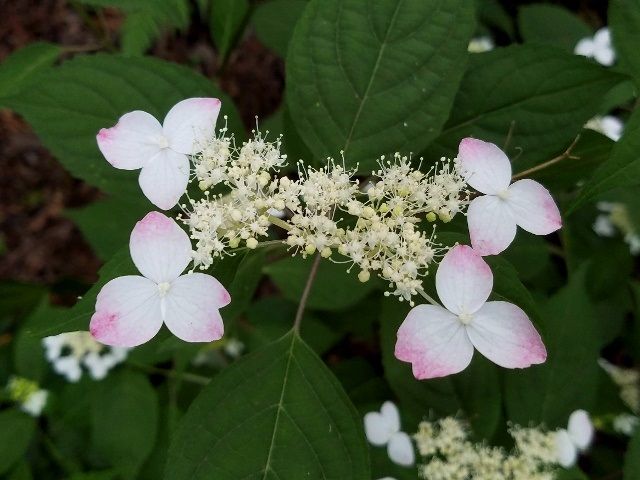 里山にて③