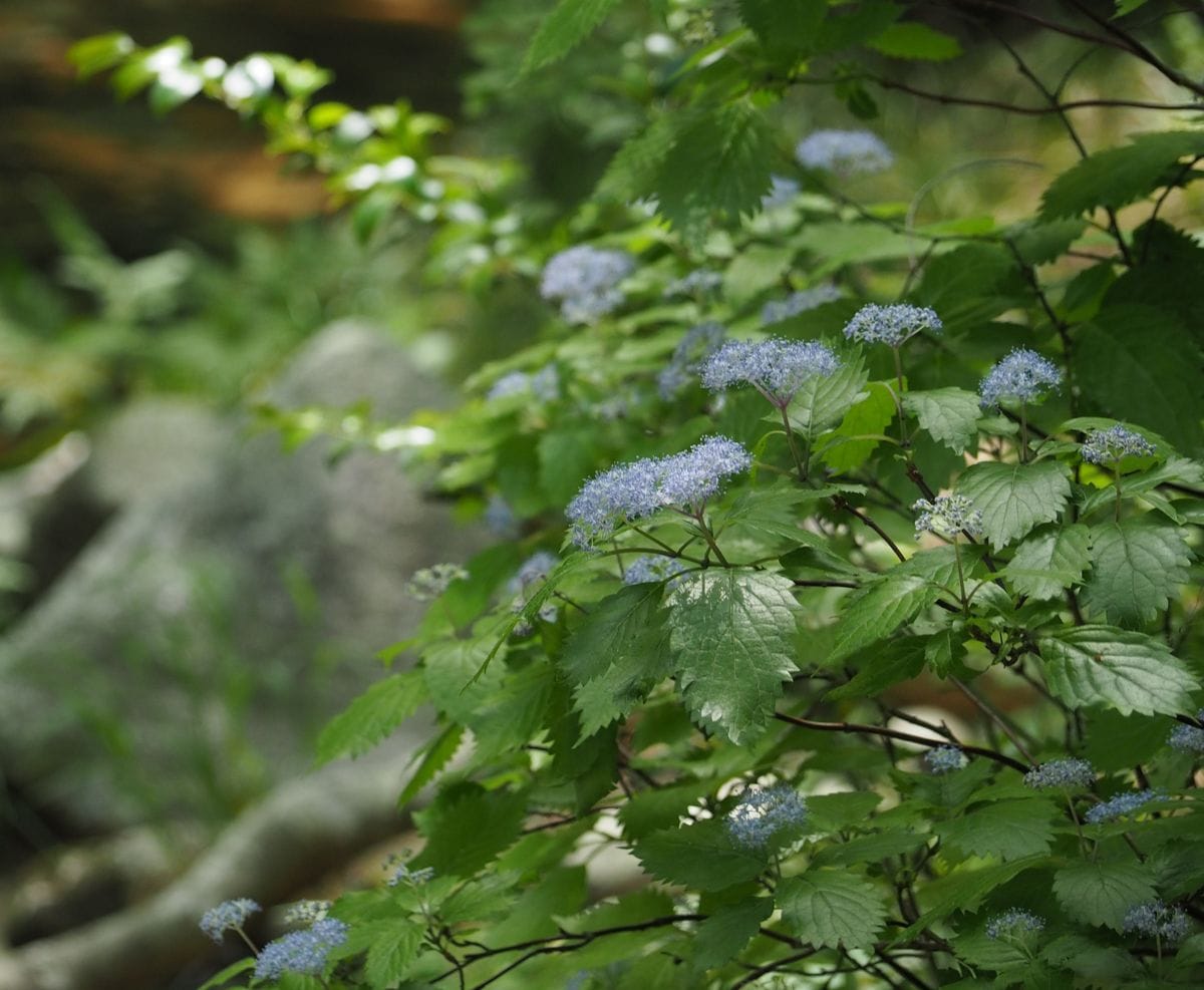 先日見た山峡の花　２