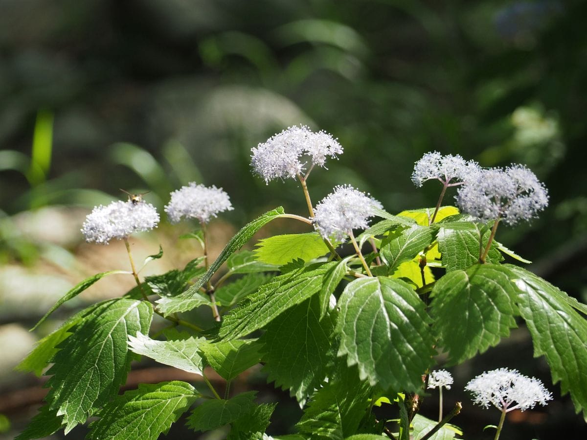 先日見た山峡の花　２