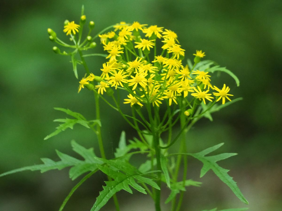 先日見た山峡の花　２